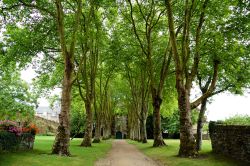 Alberi nel centro di Rochefort-en-Terre. Rochefort-en-Terre è meta gettonata da semplici viandanti, curiosi di passaggio e turisti provenienti da ogni angolo del mondo, alcuni dei ...