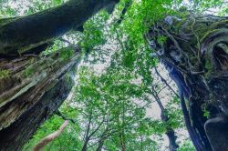 Alberi secolari sull'isola di Yakushima, Giappone, fotografati dal basso.

