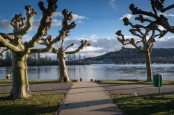 Alberi spogli lungo le sponde del Reno a Rudesheim, Germania.

