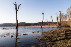 alberi sulla riva del Lago Trasimeno a Torricella