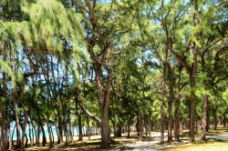 Alberi sulla spiaggia di Mauritius a Belle Mare ...