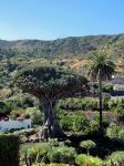 La pianta di Dracaena draco (Albero del Drago) più grande e antica delle Canarie si trova a Tenerife, nella località di Icod de los Vinos.
