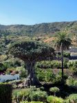 La pianta di Dracaena draco (Albero del Drago) più grande e antica delle Canarie si trova a Tenerife, nella località di Icod de los Vinos.
