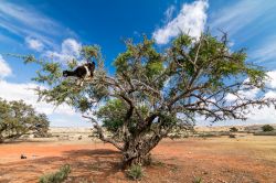 Un albero di argan con una capra che bruca le foglie, Asilah, Marocco. Quest'albero endemico del Marocco e della regione di Tindouf in Algeria è noto per la produzione di olio. Le ...