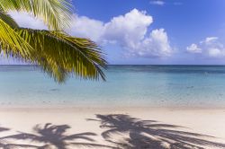 Albero di cocco sulla spiaggia di Mont Choisy, Mauritius, Oceano Indiano - © isogood / Shutterstock.com