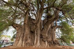 L'albero di Tule nei pressi di Oaxaca, Messico. Questa conifera della famiglia delle Cupressacee è uno degli alberi monumentali più grandi esistenti al mondo. La sua età ...