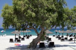Un grande albero sulla spiaggia di Mastichari sull'isola di Kos, Grecia - © wjarek / Shutterstock.com