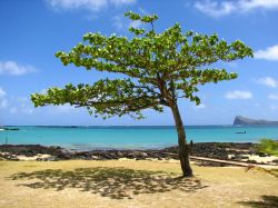 Albero sulla spiaggia di Cap Malheureux, Mauritius - Le limpide acque dell'oceano Indiano sullo sfondo fanno da cornice alla splendida spiaggia di sabbia fine dove ci si può sedere ...