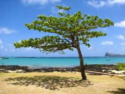 Albero sulla spiaggia di Cap Malheureux, Mauritius ...