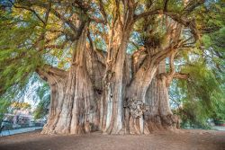 L'albero più grande del mondo, secondo i locali, si trova a El Tule, paese a 10 km da Oaxaca, Messico.


