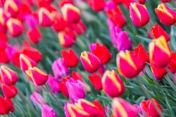 Alcune varietà di Tulipani a Cornaredo in Lombardia