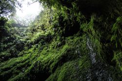 Algar do Carvao, grotta lavica a Sao Miguel, isola delle Azzorre (Portogallo). Si trova nella zona centrale di Terceira a circa 550 metri di altezza.  
