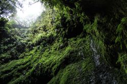 Algar do Carvao, grotta lavica a Sao Miguel, isola delle Azzorre (Portogallo). Si trova nella zona centrale di Terceira a circa 550 metri di altezza.  
