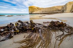 Alghe e bassa marea in una spiaggia vicino a Dunedin, Nuova Zelanda - © Evgeny Gorodetsky / Shutterstock.com