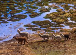 Alpaca sulle Ande peruviane a Ayacucho - Originari degli altopiani andini di Perù e Bolivia, gli alpaca sono animali domestici da più di 5 mila anni quando i popoli Inca iniziarono ...