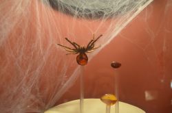Ambra con ragno al Museo dell'Ambar a Puerto Plata - 