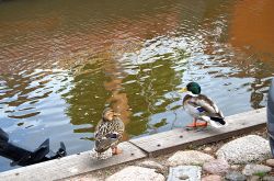 Anatre a Sloten in Olanda