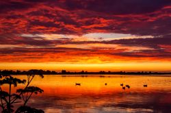 Anatre in uno stagno al tramonto sul lago Zoetermeerse Plas a Zoetermeer, Olanda.
