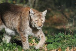 Anche le linci nella fauna protetta a Civitella Alfedena, Parco Nazionale d'Abruzzo, Lazio e Molise