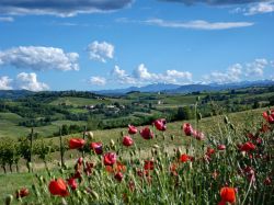 Andar per collina, escursione a Castelvetro di ...