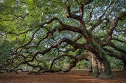 L'Angel Oak è una quercia situata sulla Johns Island, vicino a Charleston, South Carolina. Il dibattito sulla sua età è da sempre molto acceso: alcuni ritengono che ...