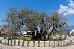 Antico ulivo di Mirovica, vicino alla città di Bar, Montenegro. E' considerato il più vecchio albero di tutta l'Europa con i suoi 2000 anni - © dinosmichail / Shutterstock.com ...