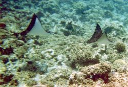 Aquile di mare nelle acque di Asdu, Atollo di ...