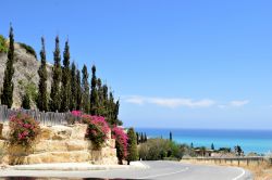Arbusti di bouganvillea profumata lungo la costa del Mediterraneo a Pissouri, isola di Cipro.



