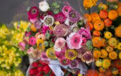 Ardea, Lazio: Primavera alla Landriana nei celebri Giardini alle porte di Roma