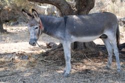 Asino in un campo a Meganissi, Grecia - Un simpatico asinello bianco e grigio al riparo sotto un albero sull'isola di Meganissi © David Fowler / Shutterstock.com