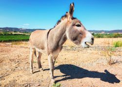 Asino sardo in una fattoria di Carbonia, nel sud della Sardegna