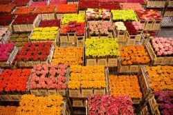 Asta dei fiori di Naaldwijk, Olanda.