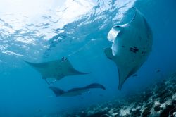 Presso l'Atollo di Malé Nord (Maldive) si possono compiere immersioni per avvistare le mante che nuotano nel'Oceano Indiano - foto © Shutterstock.com