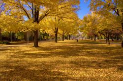 Australian National University, il viale a Canberra, Australia - Se in Italia e in altri Paesi del mondo qualsiasi edificio il cui uso è destinato all'Università non viene ...