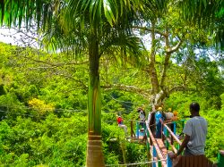 Avventura nella giungla a St. John's, Antigua e Barbuda. Una donna si appresta a lanciarsi nel vuoto fra alberi e vegetazione, imbragata solo da apposite corde di sicurezza - © Solarisys ...