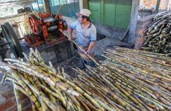 Un uomo lavora la canna da zucchero in un'azienda nei pressi di Piura, Perù - © haak78 / Shutterstock.com