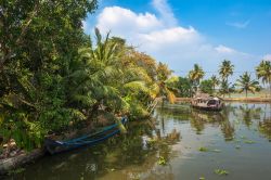 Le famose backwaters di Alleppey e, più in generale dello stato del Kerala, India, occupano una vasta porzione del territorio. Le acque navigabili sono utilizzate per gli spostamenti ...