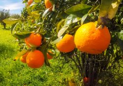 Bacoli, Campania: la Festa del Mandarino dei Campi Flegrei.