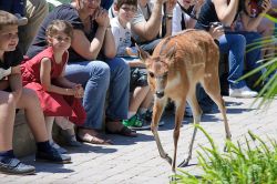 Bambini guardano un cerbiatto al Bioparc Fuengirola, Spagna. Qui si celebra l'International Day for Biological Diversity  - © Pabkov / Shutterstock.com 