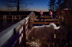 Alcuni Bambini in visita a Postumia durante il Natale