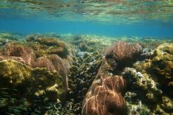 Reef nel mare di Roatan, Honduras - Che lo si chiami barriera corallina o all'inglese reef, l'habitat che si forma nei fondali del Mare dei Caraibi è fra i più suggestivi ...