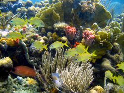 La colorata barriera corallina con pesci a Bocas del Toro, Panama. L'acqua smeraldo è habitat naturale di specie tropicali, barracuda, delfini e squali.


