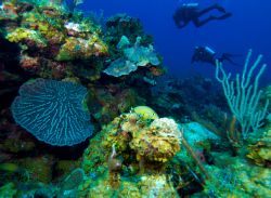 Barriera corallina e appassionati di diving a Cayo Largo, Cuba. Fra le meraviglie di questo angolo di territorio a 200 km da L'Avana vi è la barriera corallina con pesci tropicali, ...