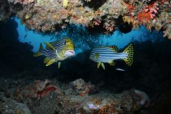 La barriera corallina (o reef, in inglese) nelle acque dell'Oceano Indiano di Malé Nord (North Malé), Isole Maldive - foto © Shutterstock.com