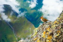 Birdwatching a Machu Picchu, Perù  - Conosciuto come uno dei siti archeologici più importanti al mondo, Machu Picchu è anche uno dei luoghi migliori dove poter ammirare ...
