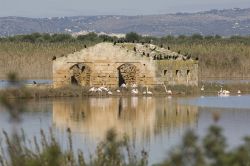 Birdwatching alla Riserva di Vendicari in Sicilia: un gruppo di fenicotteri