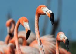 Birdwatching sul Rio Maximo a Camaguey, Cuba - Una colonia di fenicotteri nella laguna del Rio Maximo, habitat perfetto per osservare questi eleganti uccelli dal becco ricurvo e dalle esili ...