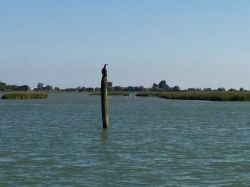 Birdwatching nelle valli intorno a Bibione in Veneto