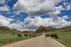 Bisonti americani attraversano Scenic Drive al Theodore Roosevelt National Park, North Dakota (USA).
