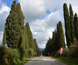 Il viale dei cipressi "I cipressi che a Bólgheri alti e schietti. Van da San Guido in duplice filar",  fotografati proprio a Bolgheri (Toscana), nei luoghi cantati dai ...
